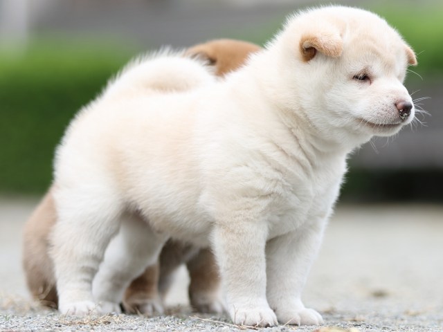 FP5A1052-puupy-shibainu