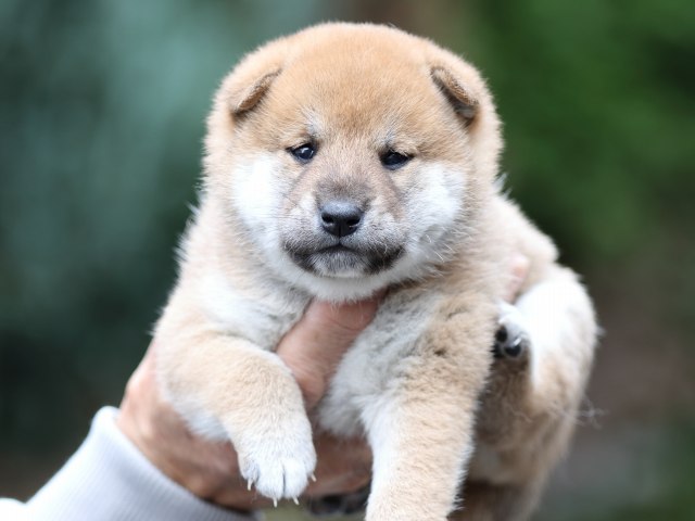 FP5A1114-puupy-shibainu