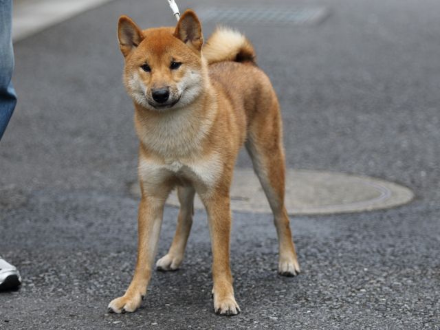 FP5A1142-puupy-shibainu