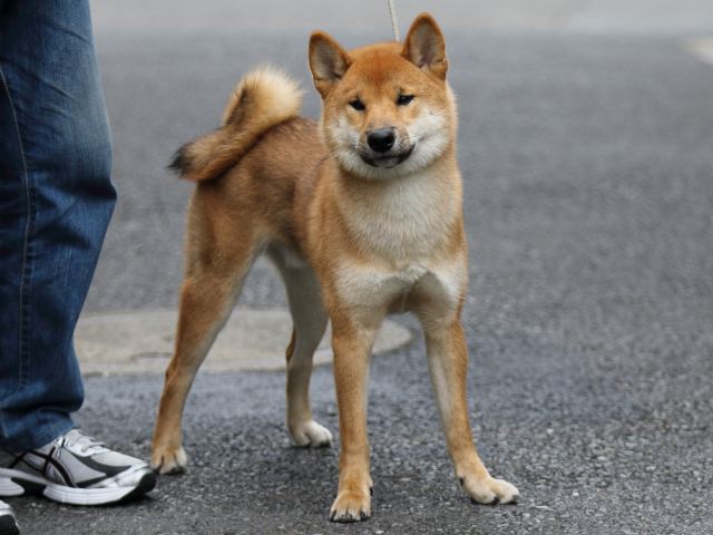 FP5A1153-puupy-shibainu