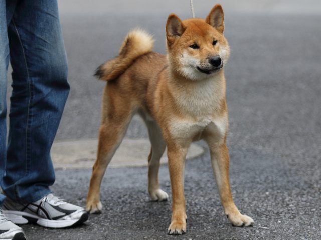 FP5A1156-puupy-shibainu