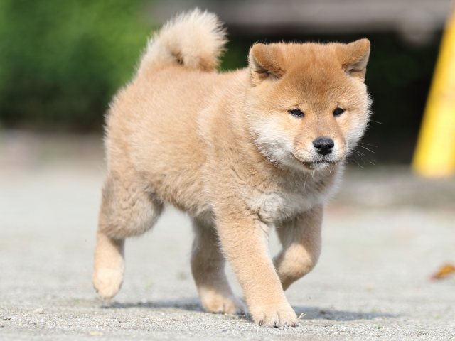 FP5A1251-puupy1-shibainu