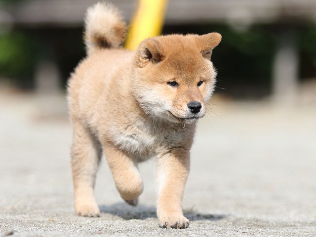 FP5A1289-puupy1-shibainu