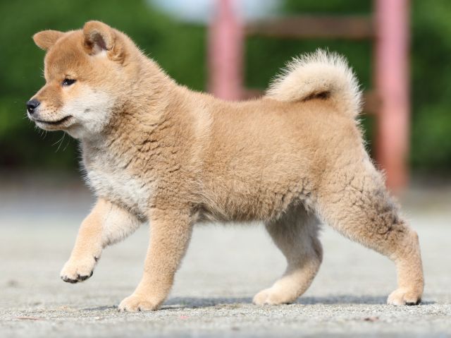 FP5A1423-puupy1-shibainu