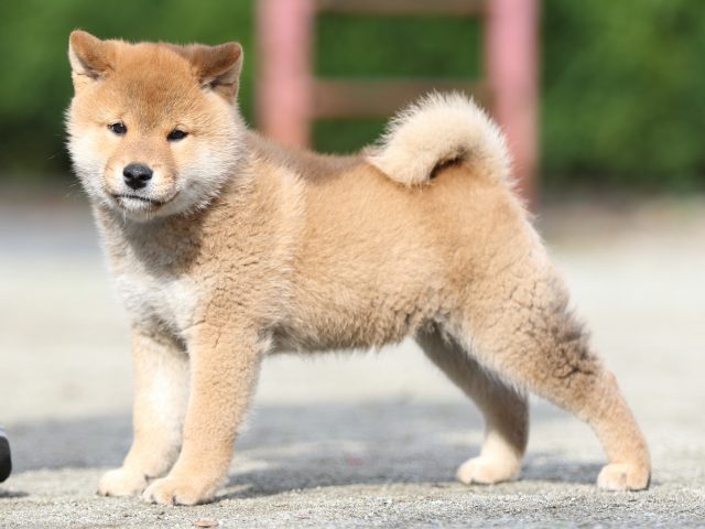 FP5A1429-puupy1-shibainu