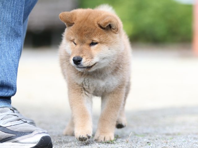 FP5A1527-puupy1-shibainu