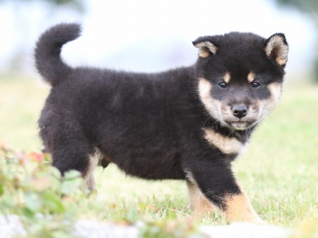 FP5A1998-puupy-shibainu