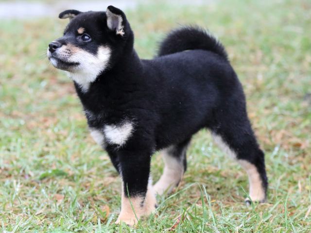 FP5A2054-puupy-shibainu