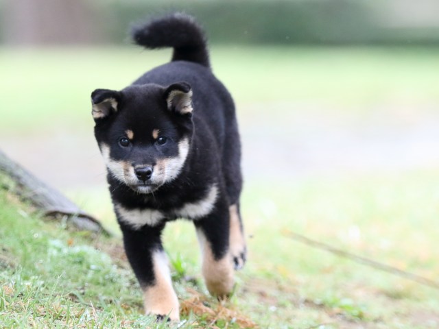 FP5A2078-puupy-shibainu