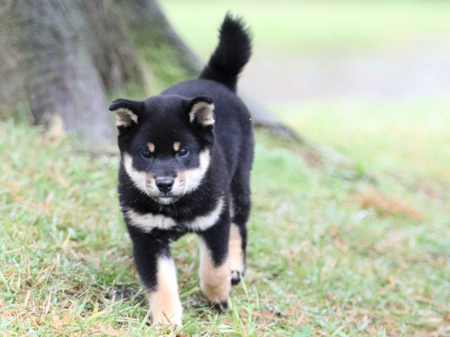 FP5A2082-puupy-shibainu