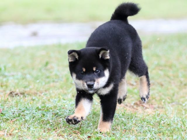 FP5A2122-puupy-shibainu