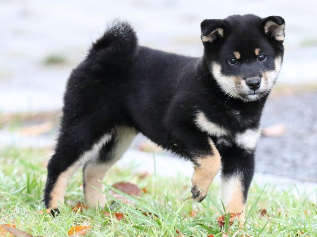 FP5A2160-puupy-shibainu