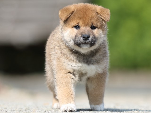 FP5A2730-puupy-shibainu