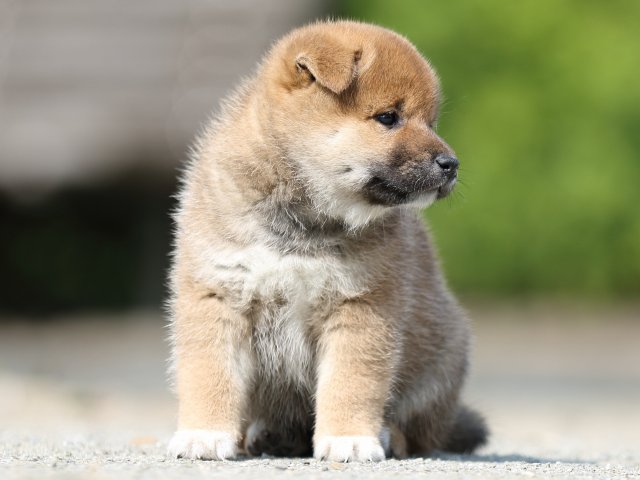 FP5A2758-puupy-shibainu