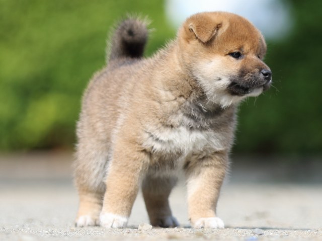 FP5A2772-puupy-shibainu