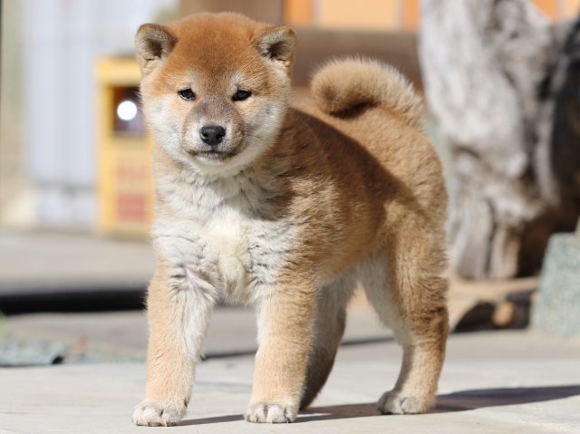 FP5A2795-puupy1-shibainu