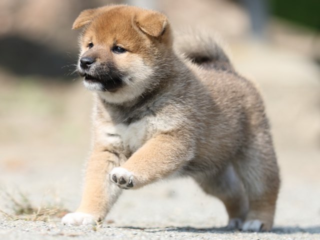 FP5A2799-puupy-shibainu