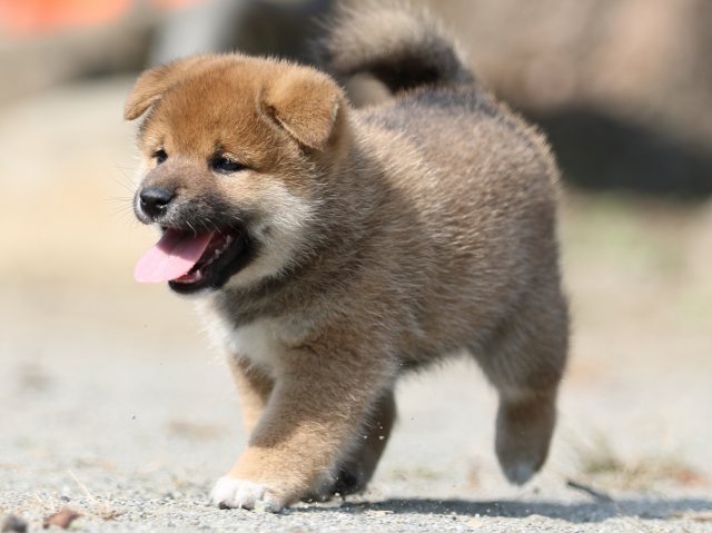 FP5A2803-puupy-shibainu