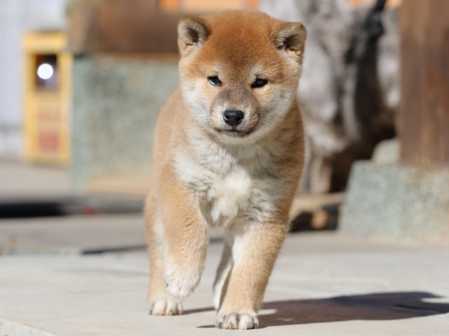 FP5A2804-puupy1-shibainu