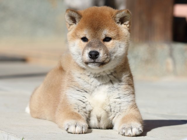 FP5A2814-puupy1-shibainu