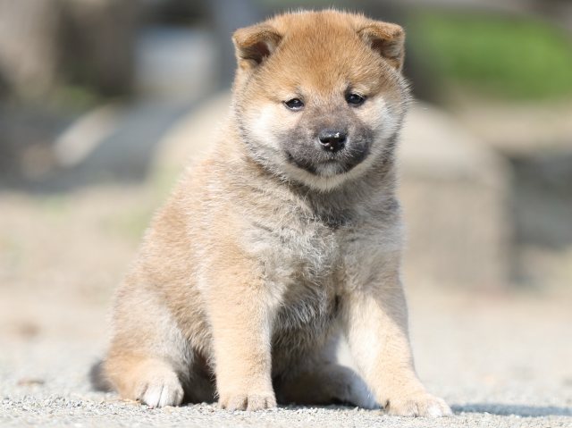 FP5A2819-puupy-shibainu