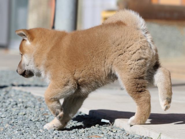 FP5A2838-puupy1-shibainu