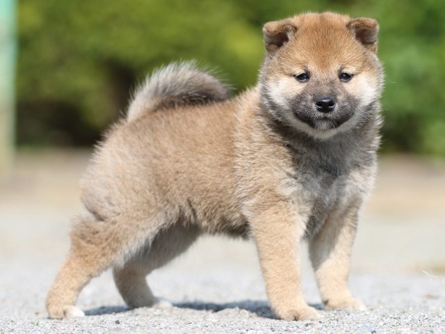 FP5A2874-puupy-shibainu