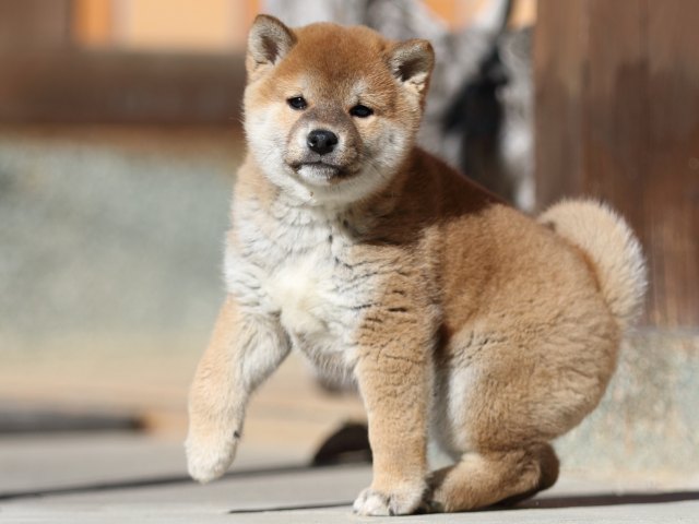 FP5A2918-puupy1-shibainu