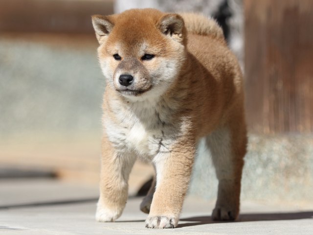 FP5A2919-puupy1-shibainu