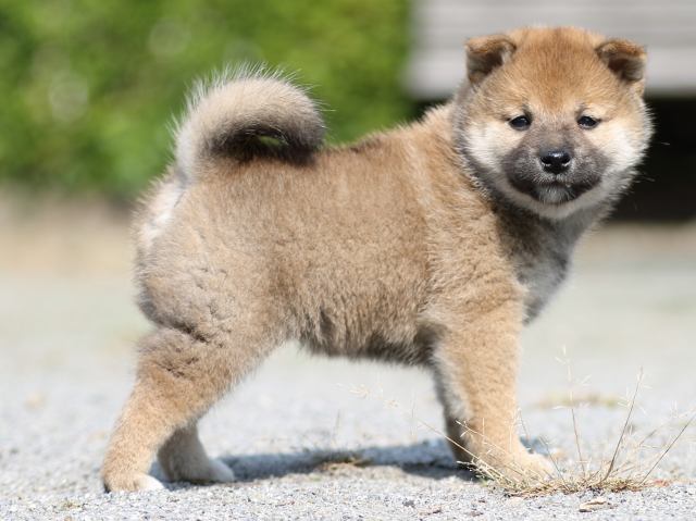 FP5A2924-puupy-shibainu