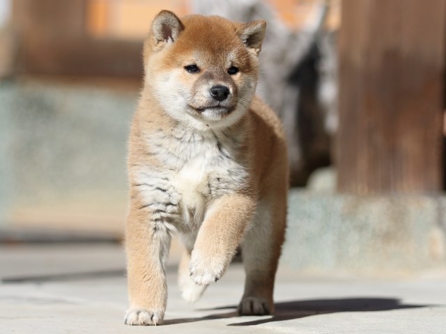 FP5A2926-puupy1-shibainu