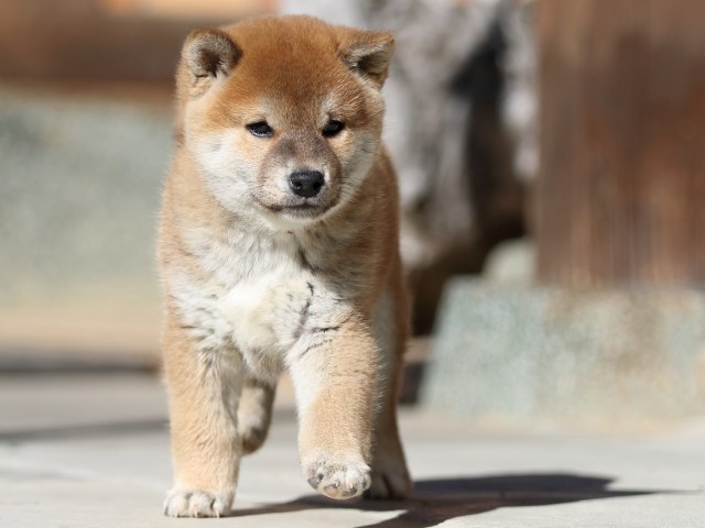 FP5A2927-puupy1-shibainu