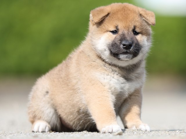 FP5A2971-puupy-shibainu