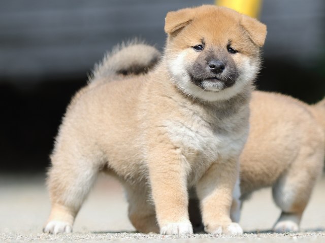 FP5A2974-puupy-shibainu