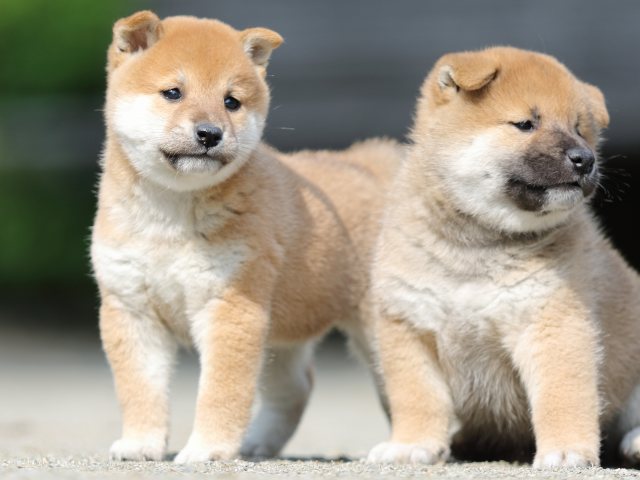 FP5A2980-puupy-shibainu