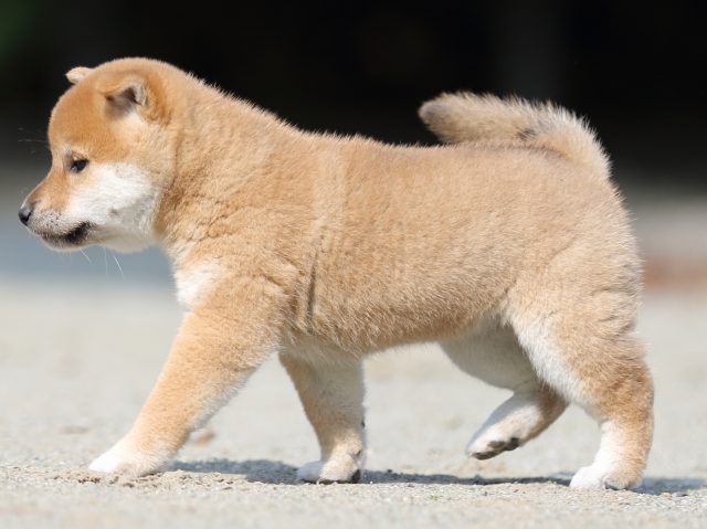 FP5A2988-puupy-shibainu