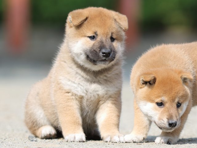 FP5A2998-puupy-shibainu