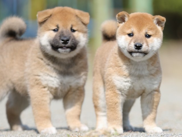 FP5A3028-puupy-shibainu