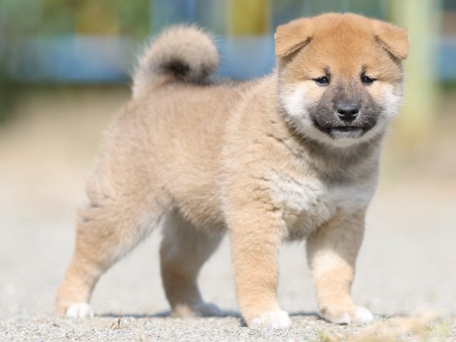 FP5A3038-puupy-shibainu