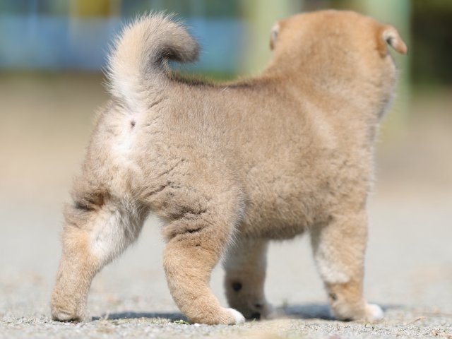 FP5A3041-puupy-shibainu