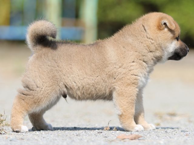 FP5A3058-puupy-shibainu