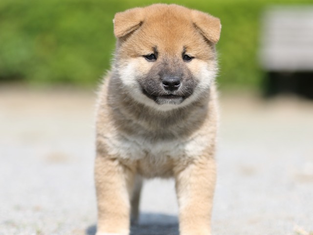 FP5A3096-puupy-shibainu