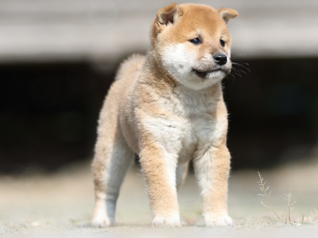 FP5A3117-puupy-shibainu