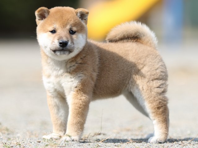 FP5A3140-puupy-shibainu