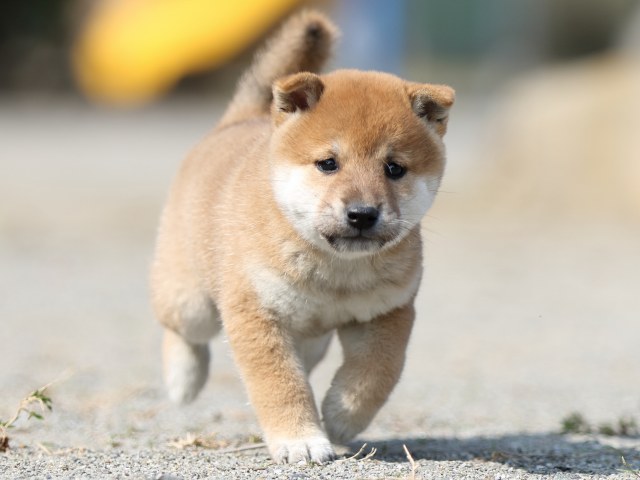 FP5A3146-puupy-shibainu