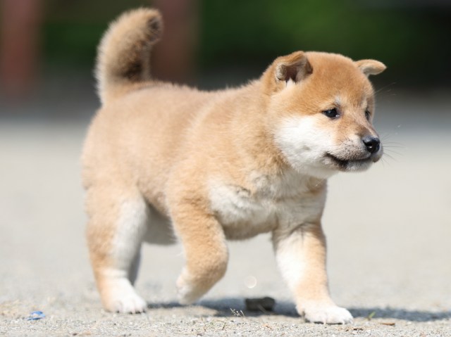 FP5A3181-puupy-shibainu