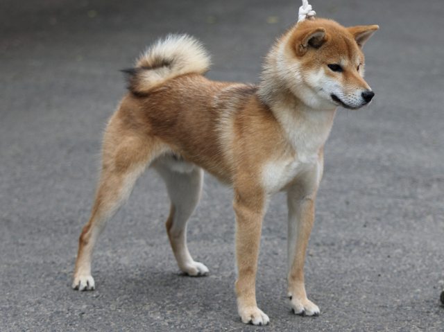 FP5A3227-puupy-shibainu