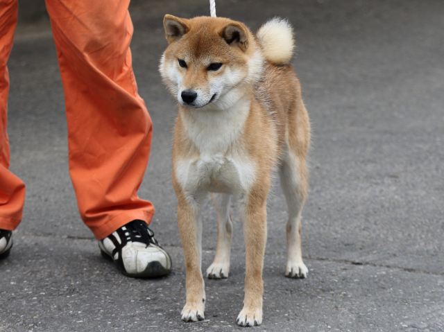 FP5A3229-puupy-shibainu