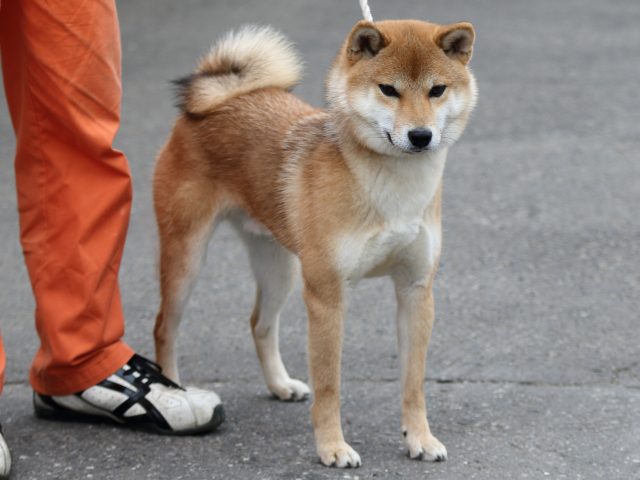 FP5A3241-puupy-shibainu