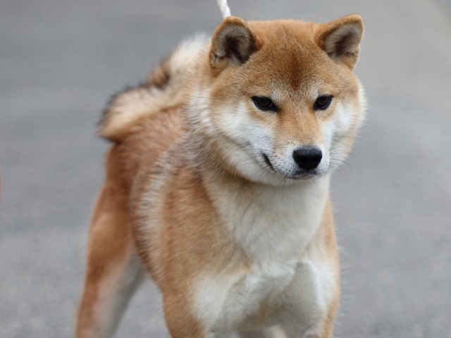 FP5A3250-puupy-shibainu